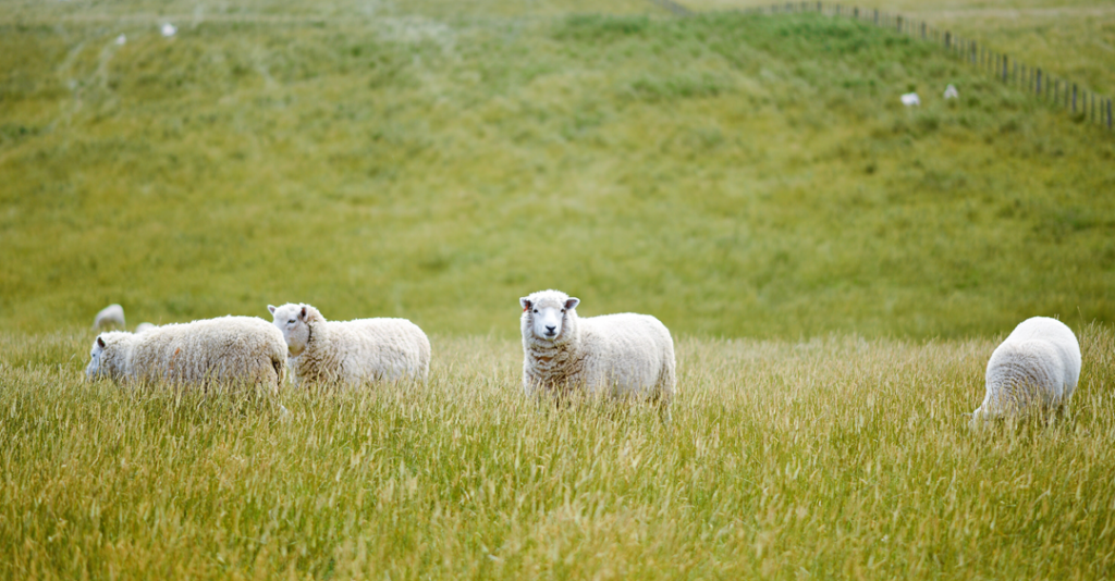 Schapen landingspagina